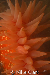 Another abstract red dahlia anemone. Vis around 0.5 metre... by Mike Clark 